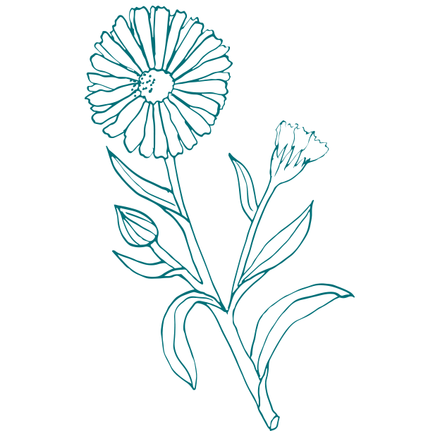 Organic Calendula Extract by Gaia Skin Naturals, known for its soothing, calming, and healing skincare benefits.