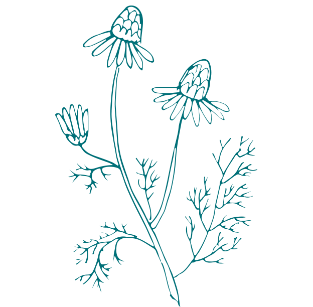 Organic Chamomile Extract from Gaia Skin Naturals, a soothing skincare ingredient for calming and hydrating your skin.