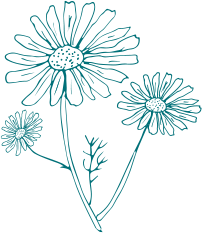 Organic chamomile ingredient used in gaiaskinnaturals baby skincare products, known for its calming properties