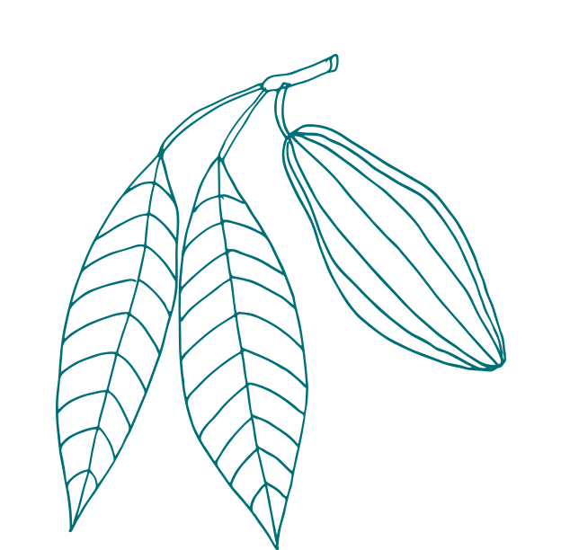 Organic Cocoa Seed from Gaia Skin Naturals, rich in nutrients, perfect for skincare and natural wellness.