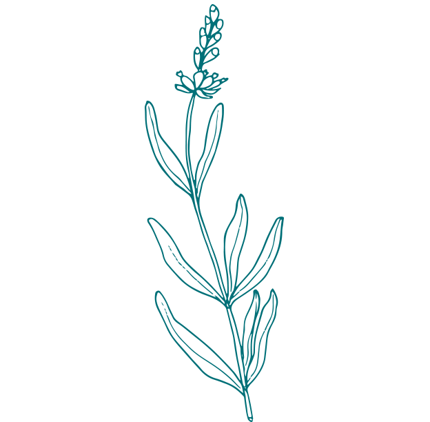 Organic Lavender Pure Essential Oil from Gaia Skin Naturals, offering soothing benefits for skin and wellness.