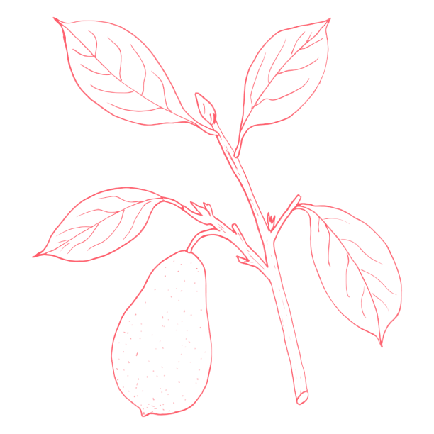 Pink avocado product from Gaia Skin Naturals showcasing its natural ingredients for skincare.