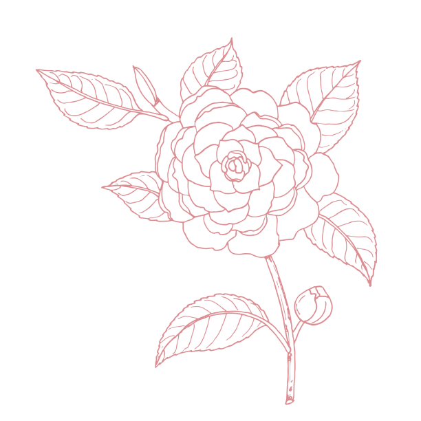 Pink Camellia flower extract featured in Gaia Skin Naturals skincare products, enhancing hydration and radiance.