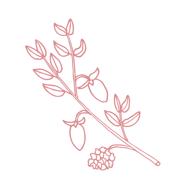 Pink Jojoba oil from Gaia Skin Naturals, a nourishing product for hydration and skin care, enhancing your natural glow.