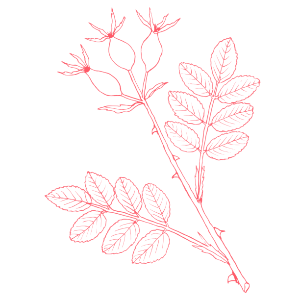 Gaia Skin Naturals Pink Rosehip oil, natural skincare for glowing, healthy skin with organic ingredients and pure oils.