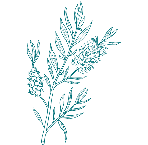 Tea Tree Oil product from Gaia Skin Naturals, promoting healthy skin and hair care with pure, natural ingredients.