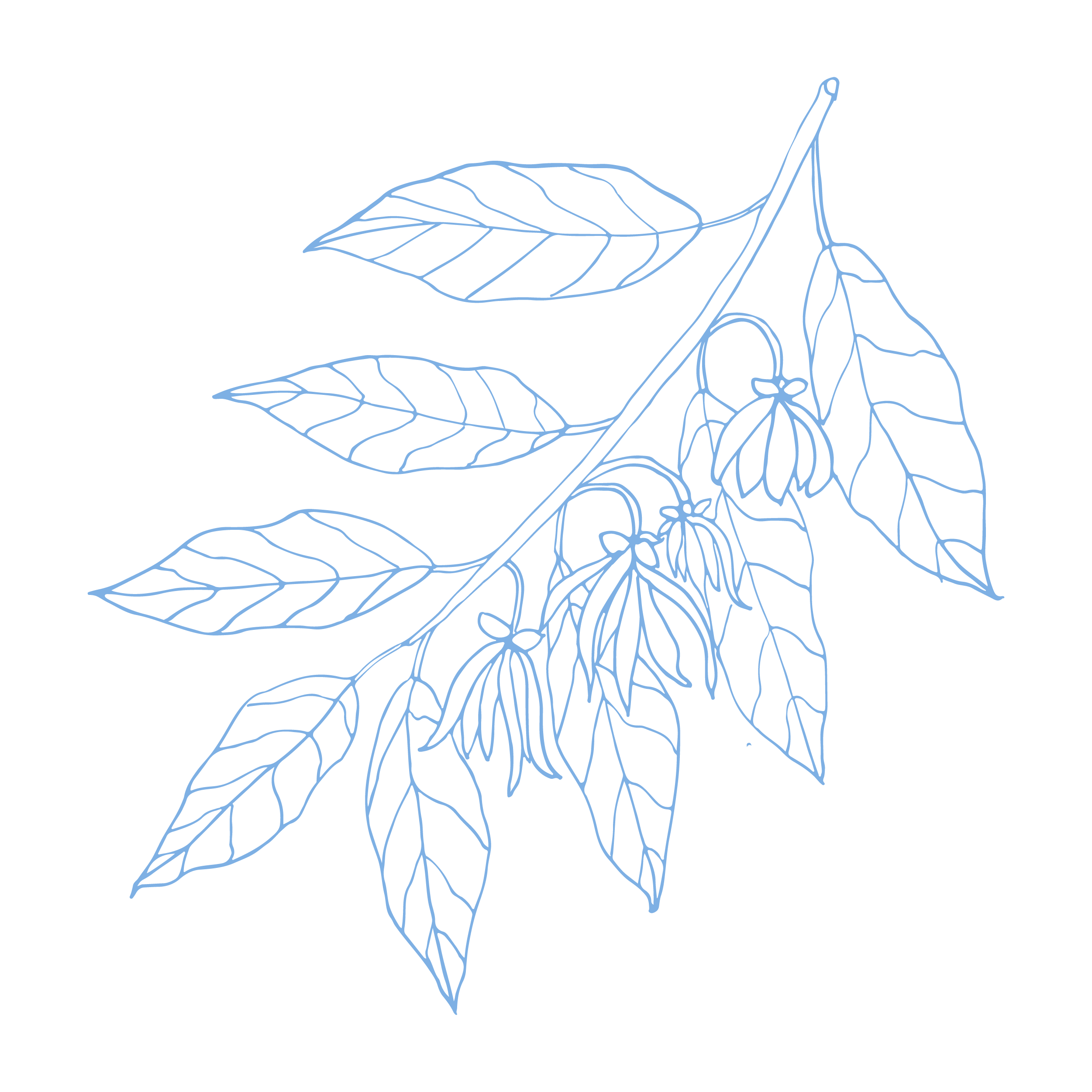 Ylang Ylang Blue essential oil product image from gaiaskinnaturals, natural skincare brand using plant-based ingredients